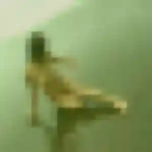 Sexy Sabrina, 36 ans à Mios - découvrir son profil